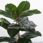 Kunstpflanze künstlicher Gummibaum ca. 50cm Detail