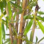 Kunstpflanze künstlicher Japan Bambus 60cm Bambusstangen