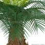 Kunstplame künstliche Phönix Palme 210cm Palmwedel