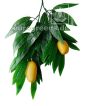 künstlicher Thai Mango Zweig 2 Mangofrüchte