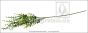 künstlicher Bux Zweig 60cm mit Kleinen Bux Blättern 4