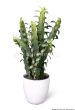 künstlicher Kaktus Euphorbia 40cm im weißen Topf