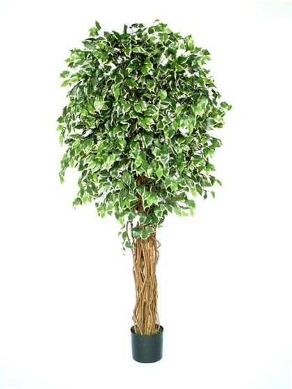 Kunstbaum Fat Ficus Exotika Liane 180cm Blaetter gruen weiß. 1